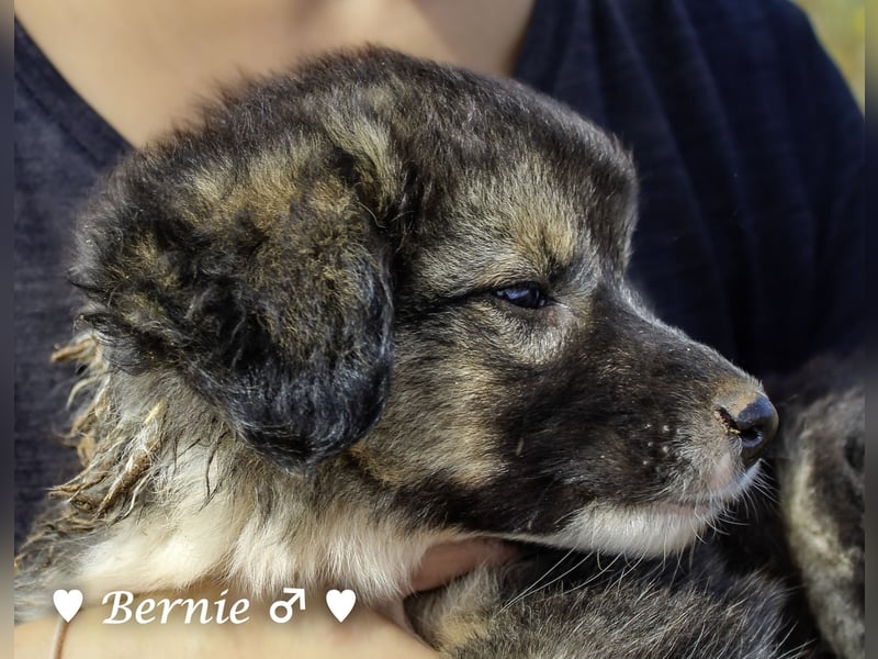 Buddy und Bernie suchen ein Zuhause
