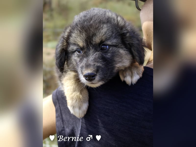 Buddy und Bernie suchen ein Zuhause