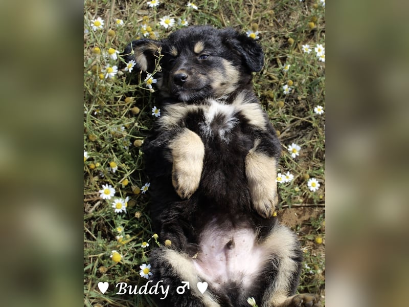 Buddy und Bernie suchen ein Zuhause