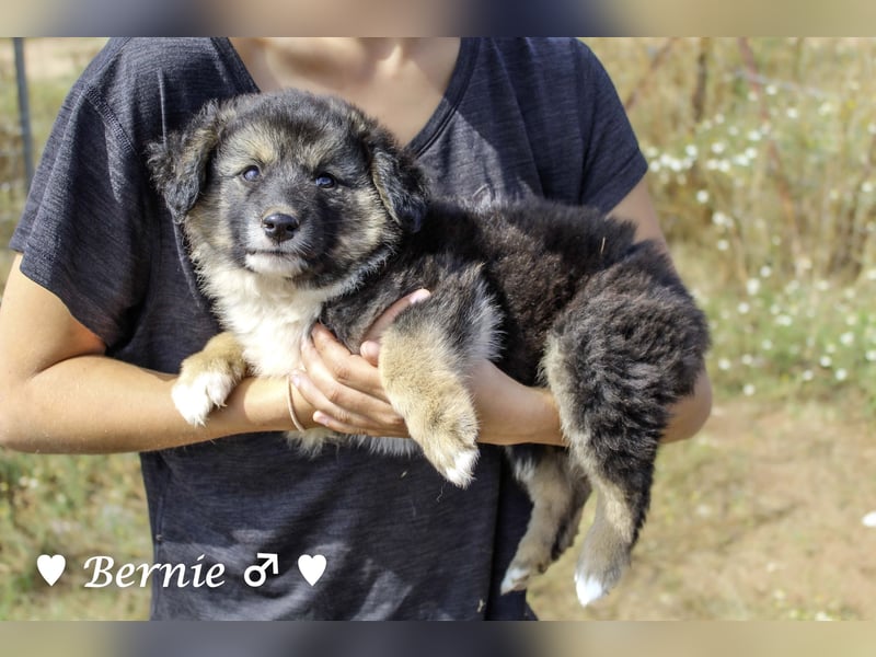 Buddy und Bernie suchen ein Zuhause