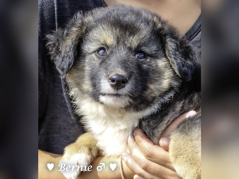 Buddy und Bernie suchen ein Zuhause