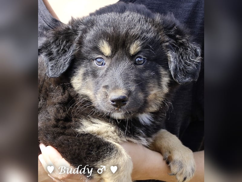 Buddy und Bernie suchen ein Zuhause