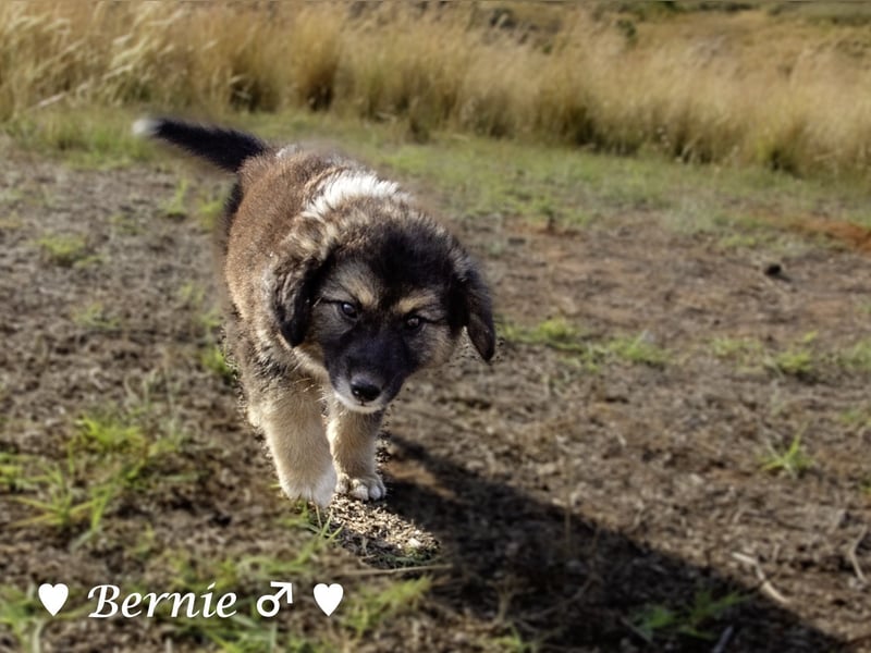 Buddy und Bernie suchen ein Zuhause