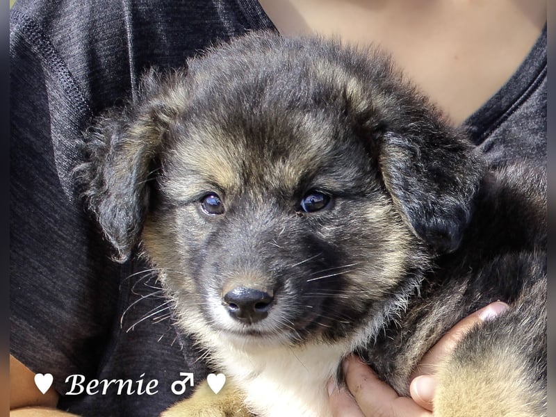 Buddy und Bernie suchen ein Zuhause