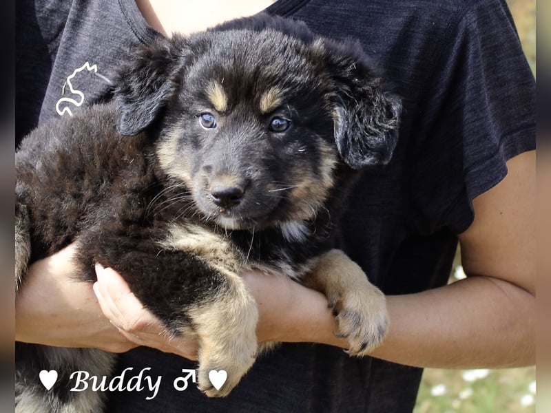Buddy und Bernie suchen ein Zuhause
