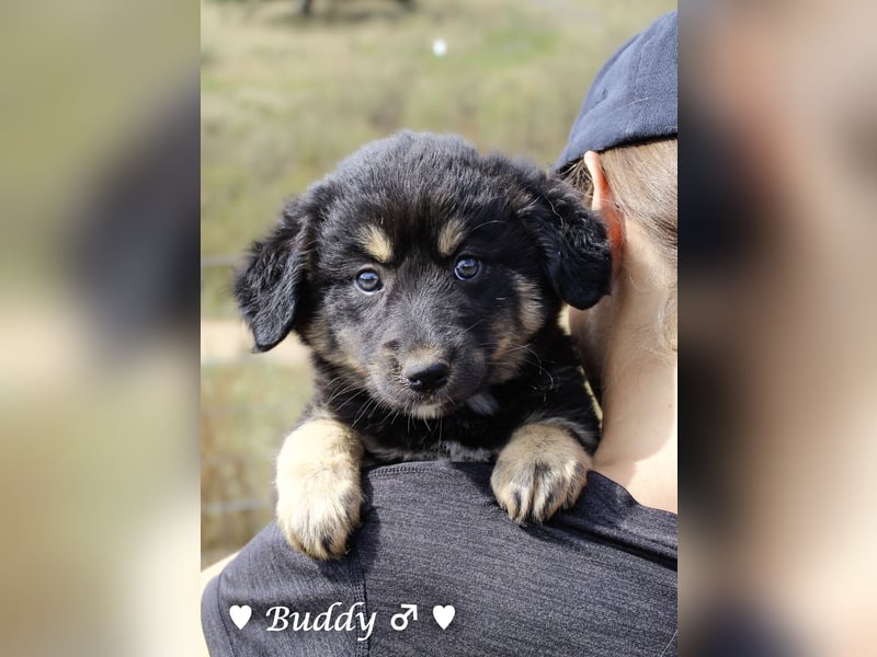 Buddy und Bernie suchen ein Zuhause