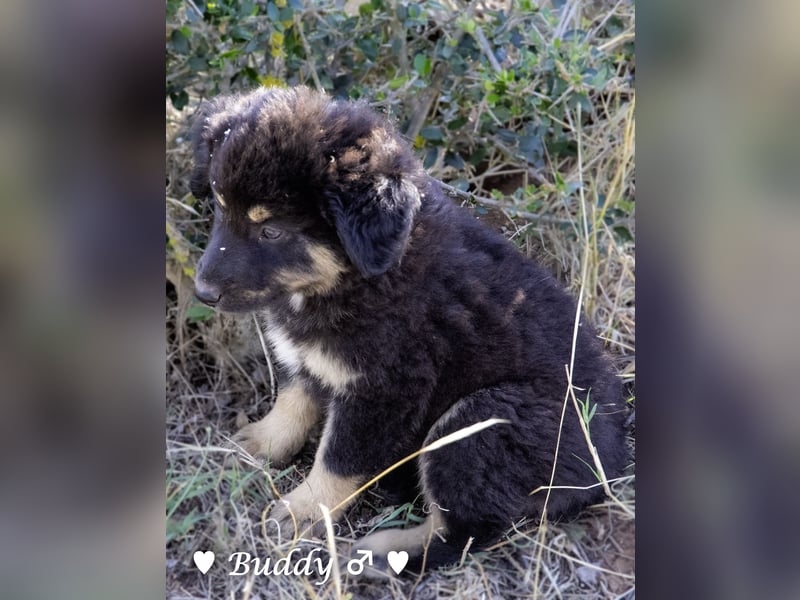 Buddy und Bernie suchen ein Zuhause
