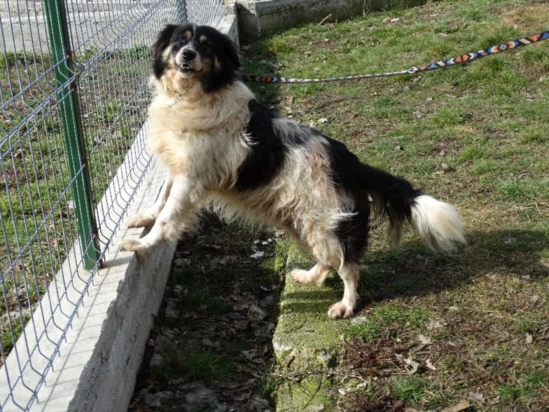Gelehriger sportlicher Aussie-Mix Rüde 