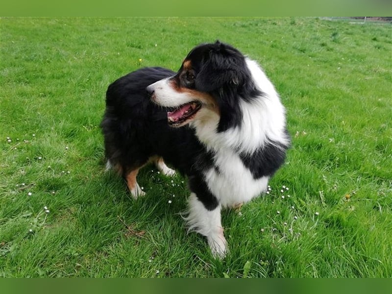 Gajo sucht ein neues Zuhause