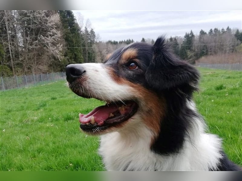 Gajo sucht ein neues Zuhause