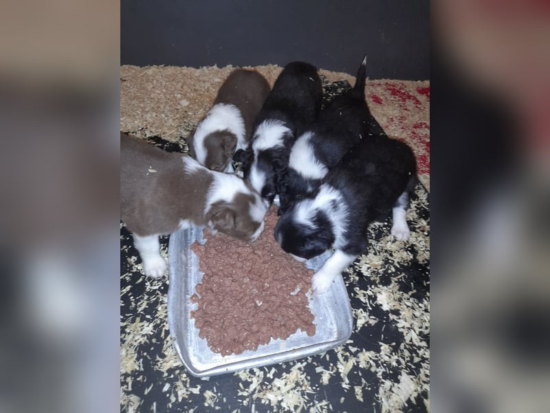 Australian Shepherd mini Welpen