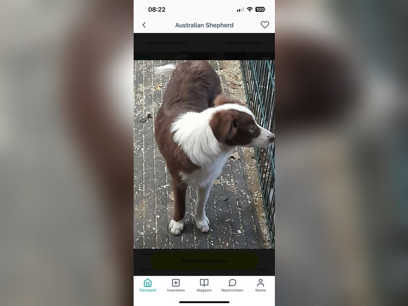 Australian Shepherd mini Welpen