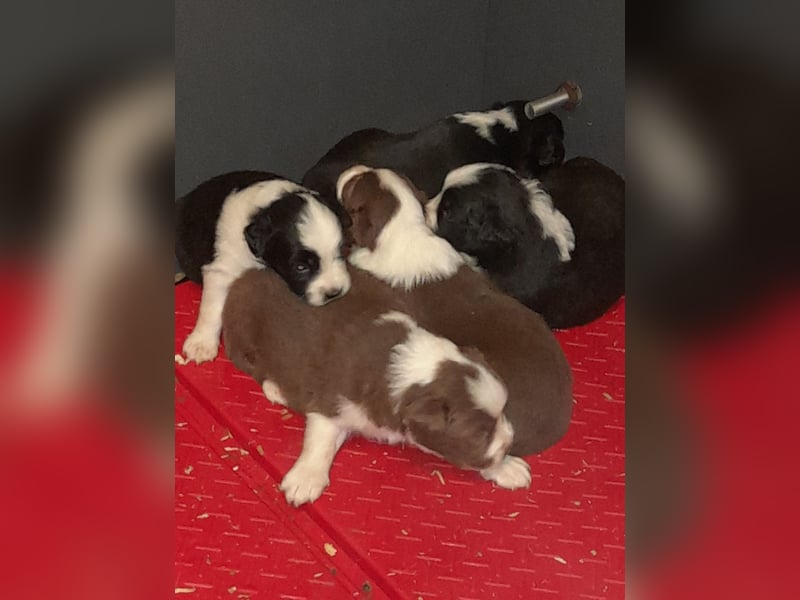 Australian Shepherd mini Welpen