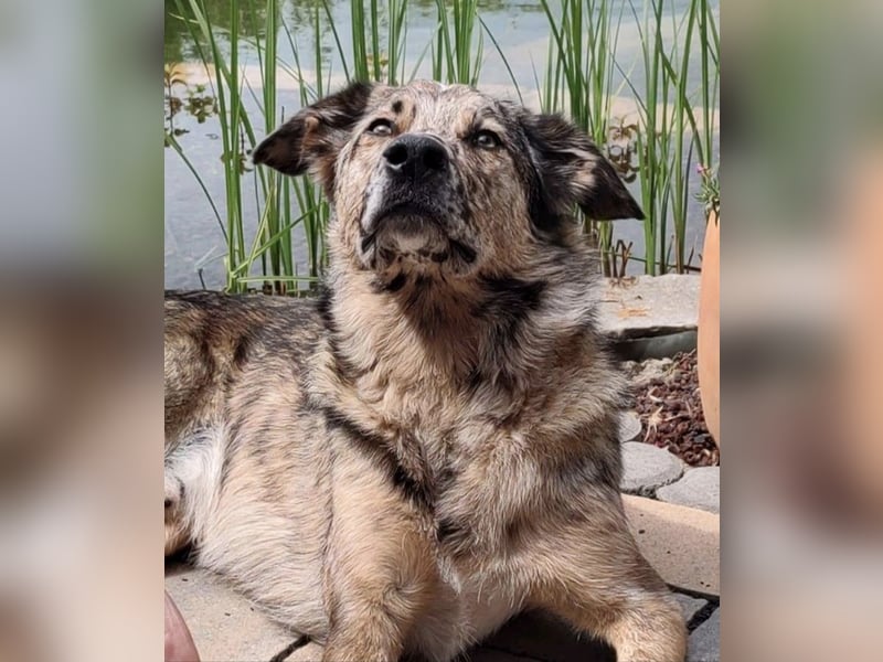 Joko, Australien Sheperd Mix, kastriert, Rüde, 6 Jahre