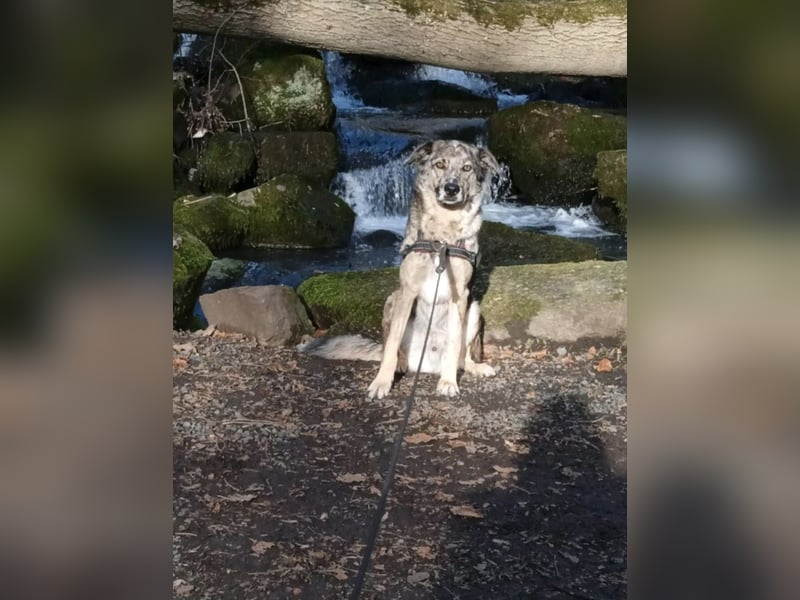 Joko, Australien Sheperd Mix, kastriert, Rüde, 6 Jahre