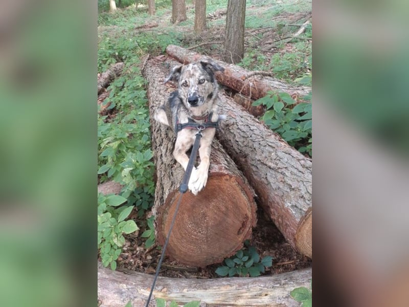 Joko, Australien Sheperd Mix, kastriert, Rüde, 6 Jahre
