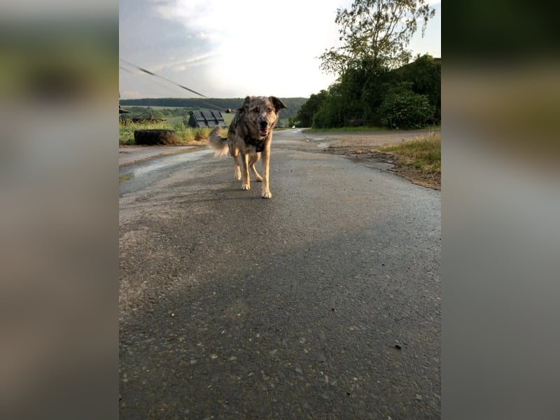 Joko, Australien Sheperd Mix, kastriert, Rüde, 6 Jahre