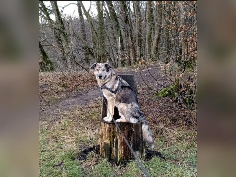 Joko, Australien Sheperd Mix, kastriert, Rüde, 6 Jahre