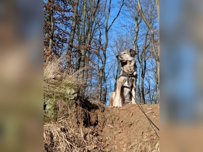 Joko, Australien Sheperd Mix, kastriert, Rüde, 6 Jahre