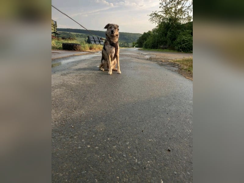 Joko, Australien Sheperd Mix, kastriert, Rüde, 6 Jahre
