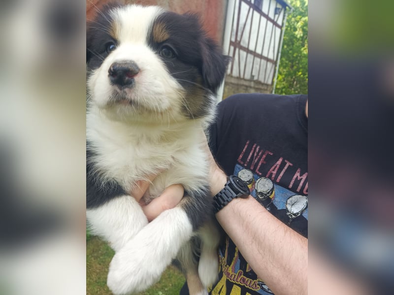 Süße Australian Shepherd Welpen mit ASCA Papieren