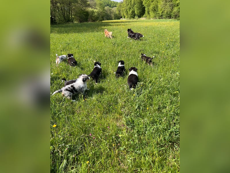 Süße Australian Shepherd Welpen mit ASCA Papieren