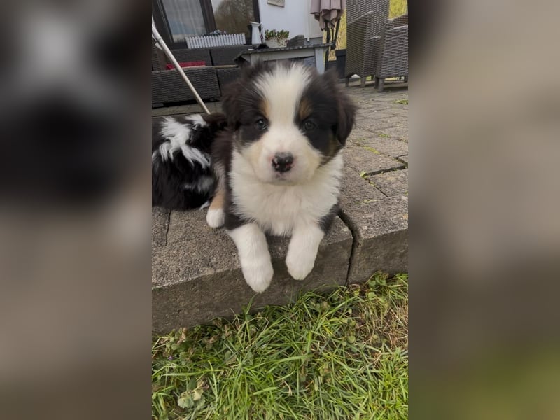 Süße Australian Shepherd Welpen mit ASCA Papieren