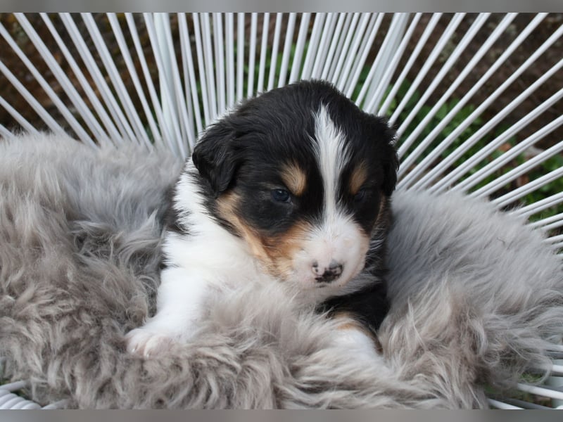 Süße Australian Shepherd Welpen mit ASCA Papieren