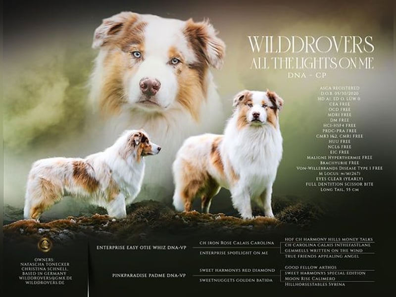 Süße Australian Shepherd Welpen mit ASCA Papieren