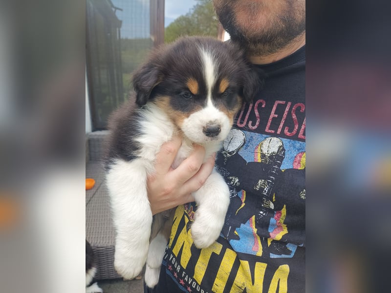 Süße Australian Shepherd Welpen mit ASCA Papieren