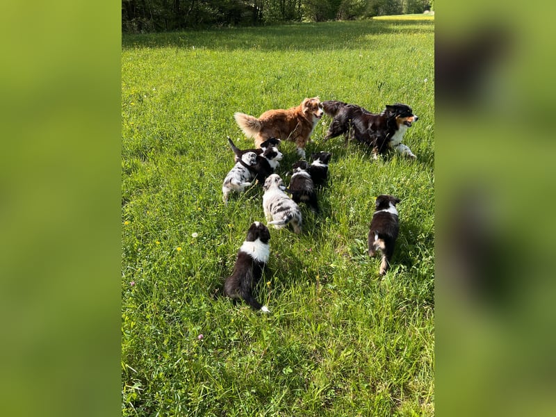 Süße Australian Shepherd Welpen mit ASCA Papieren