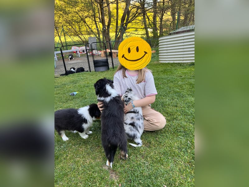 Süße Australian Shepherd Welpen mit ASCA Papieren