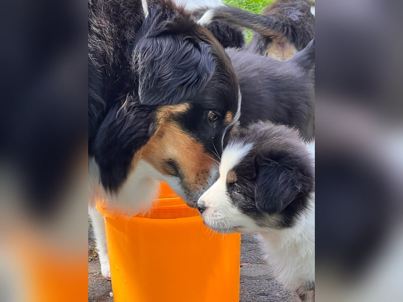 Süße Australian Shepherd Welpen mit ASCA Papieren