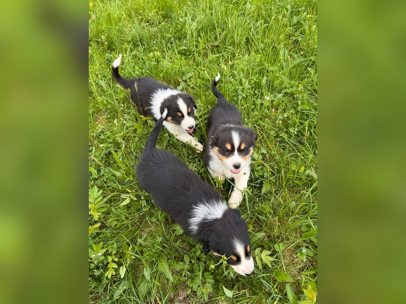 Süße Australian Shepherd Welpen mit ASCA Papieren