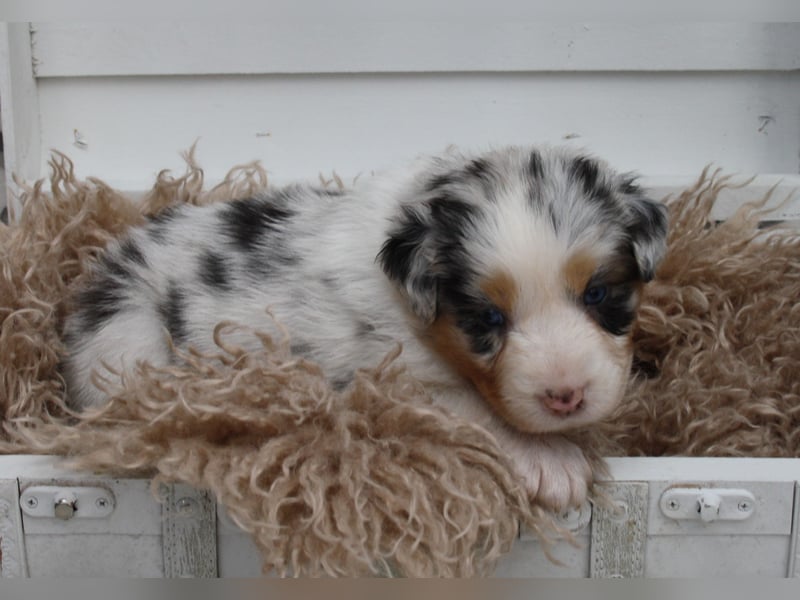 Süße Australian Shepherd Welpen mit ASCA Papieren