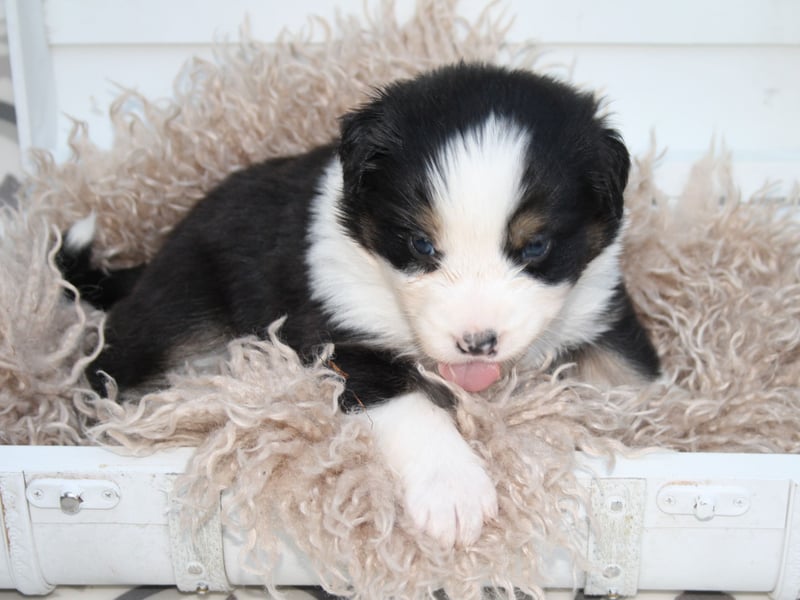Süße Australian Shepherd Welpen mit ASCA Papieren