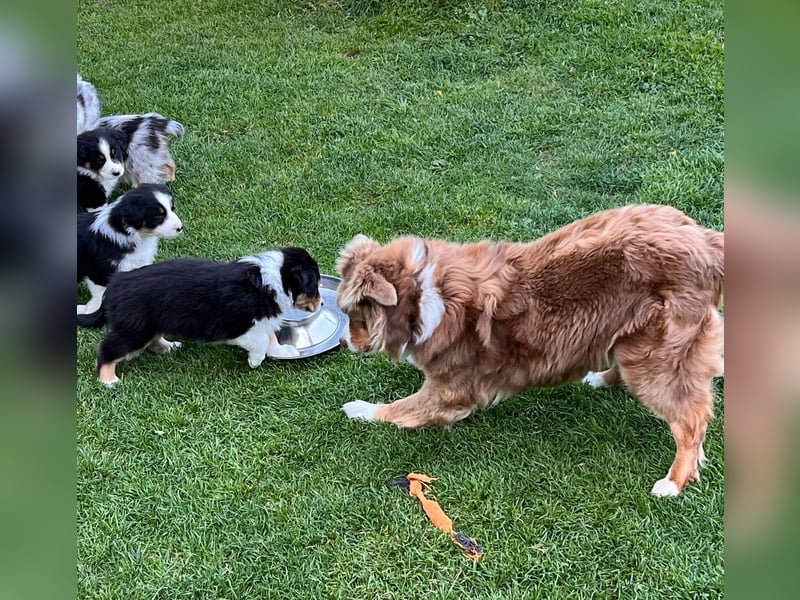 Süße Australian Shepherd Welpen mit ASCA Papieren