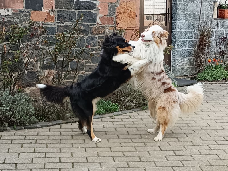 Süße Australian Shepherd Welpen mit ASCA Papieren