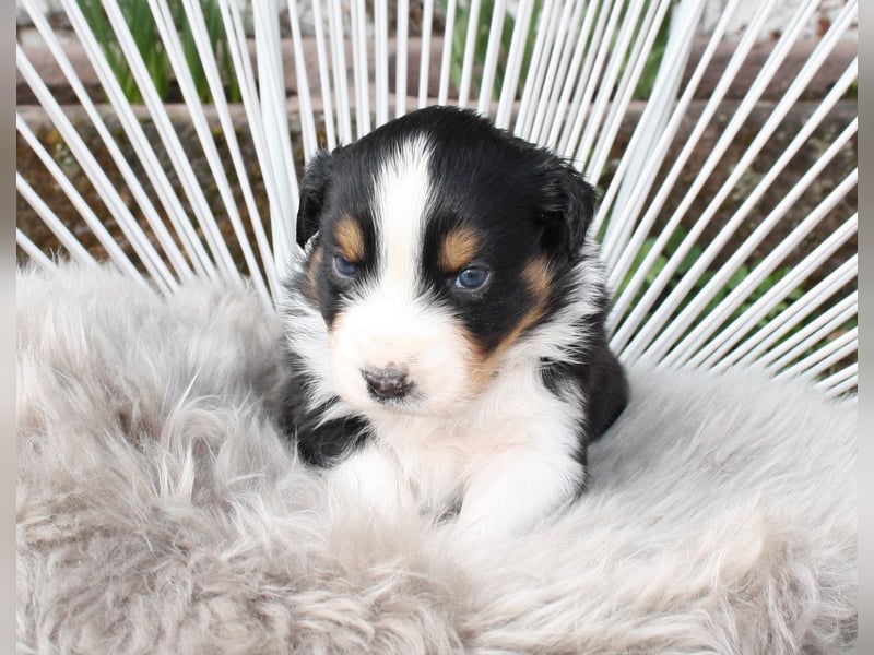 Süße Australian Shepherd Welpen mit ASCA Papieren