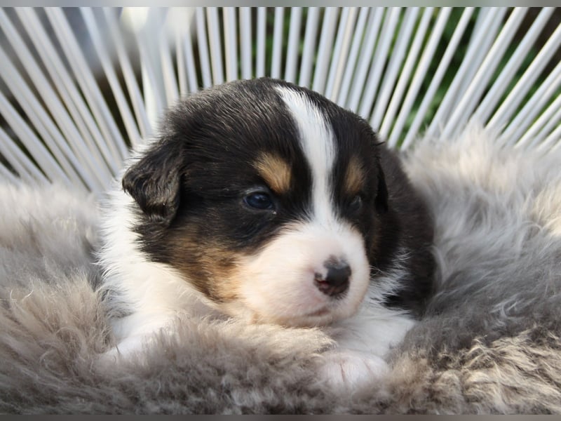 Süße Australian Shepherd Welpen mit ASCA Papieren