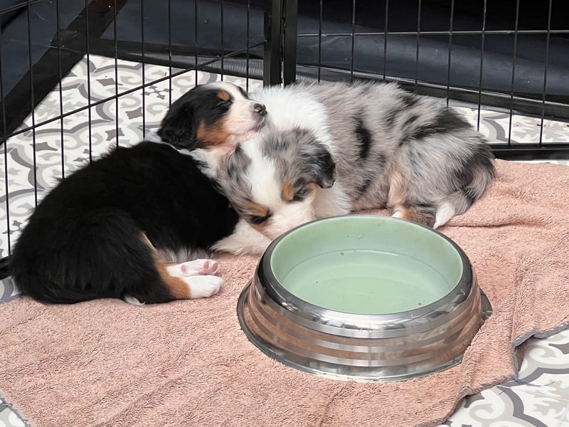 Süße Australian Shepherd Welpen mit ASCA Papieren