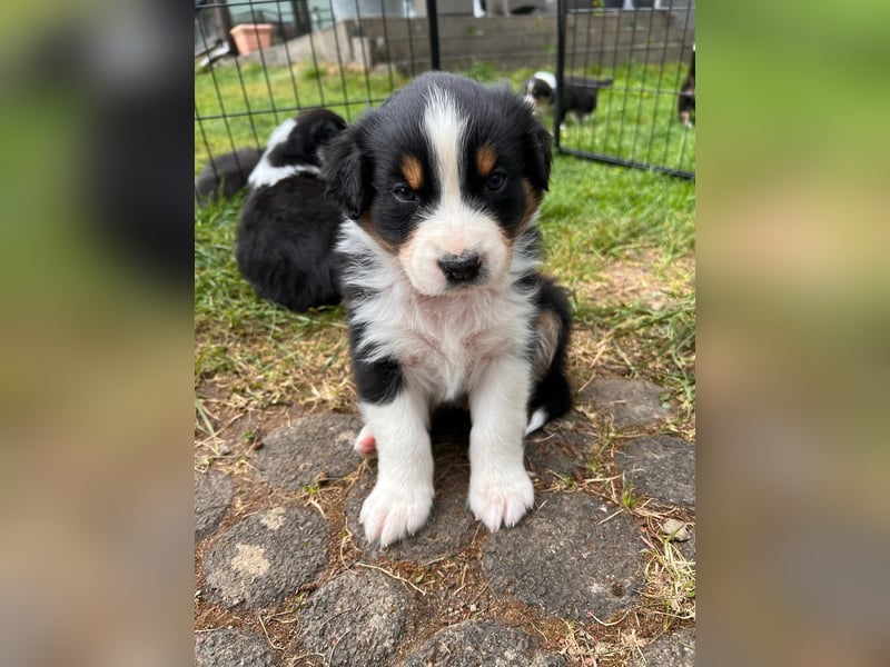 Süße Australian Shepherd Welpen mit ASCA Papieren