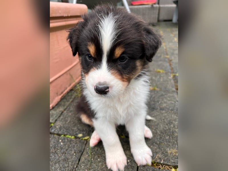 Süße Australian Shepherd Welpen mit ASCA Papieren