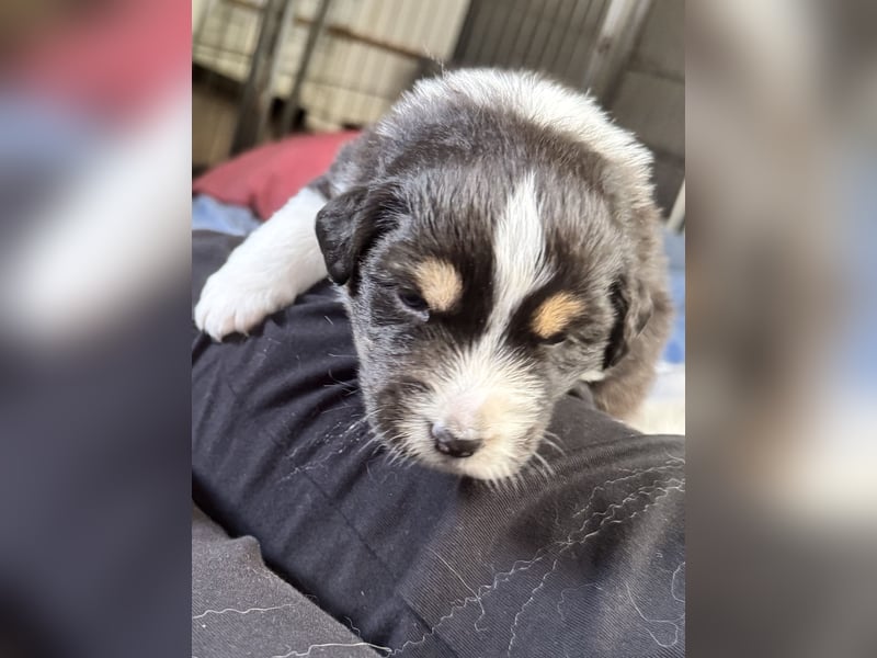 Australien Shepherd Welpen mit Papieren