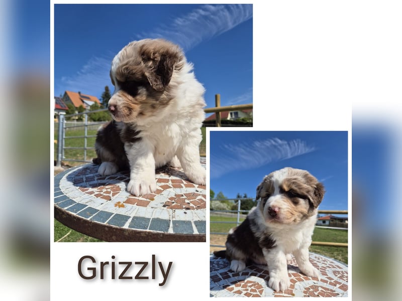 ❤️Wunderschöne ASCA Australian Shepherd Welpen ❤️