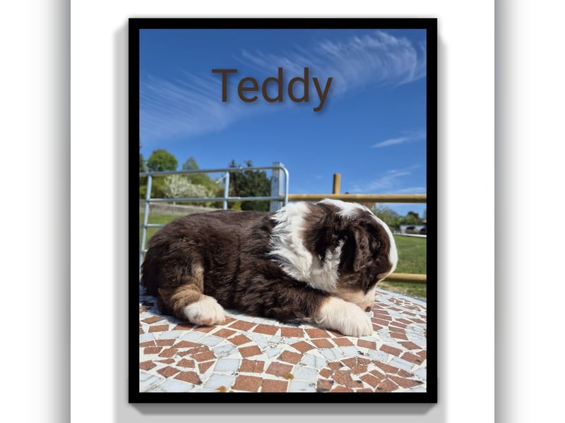 ❤️Wunderschöne ASCA Australian Shepherd Welpen ❤️