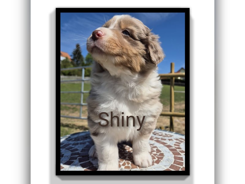 ❤️Wunderschöne ASCA Australian Shepherd Welpen ❤️