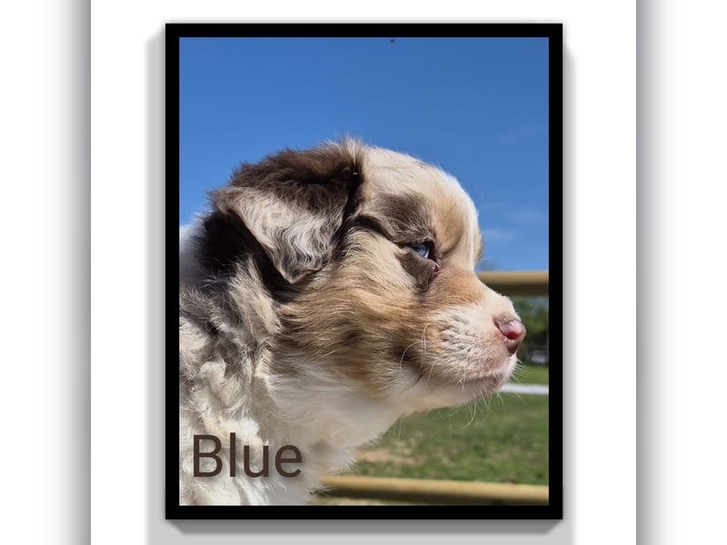 ❤️Wunderschöne ASCA Australian Shepherd Welpen ❤️