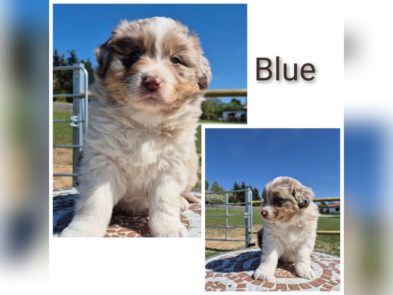 ❤️Wunderschöne ASCA Australian Shepherd Welpen ❤️