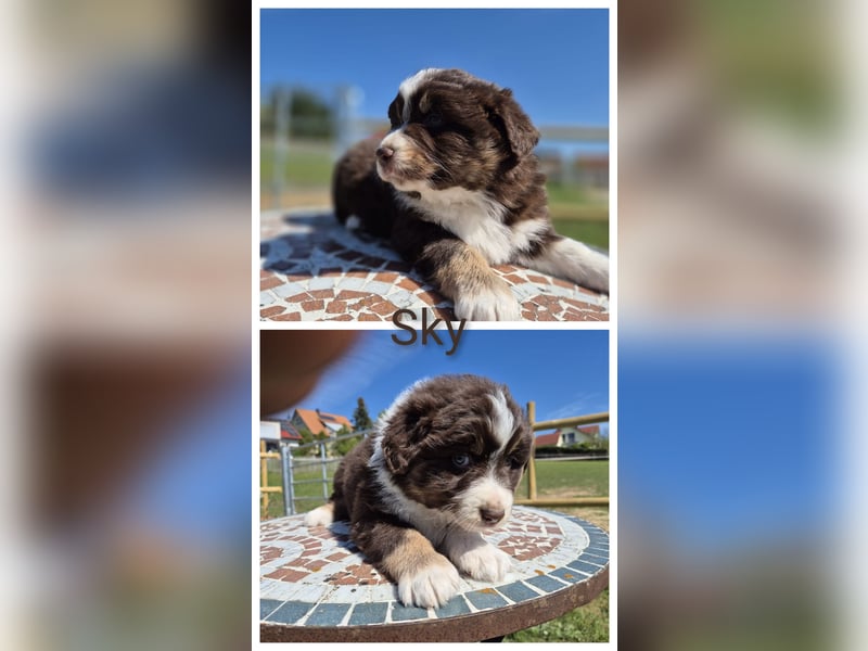 ❤️Wunderschöne ASCA Australian Shepherd Welpen ❤️
